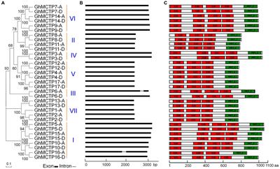 Family-Wide Evaluation of Multiple C2 Domain and Transmembrane Region Protein in Gossypium hirsutum